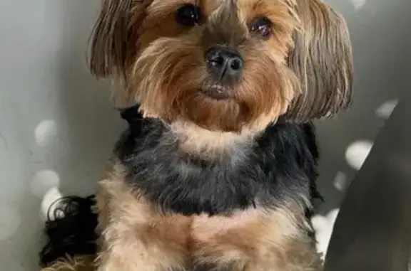 Lost Yorkie: Brown & Black, Crooked Tail