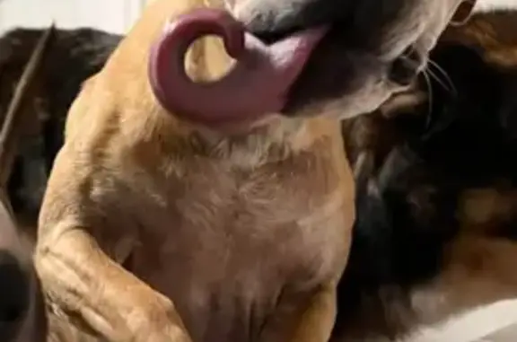 Missing: Friendly Brown Dog, Alma Area