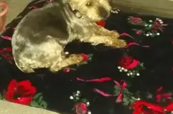 Missing dog Beckley, photo: Lost Yorkie: Help Find Meeka in Beckley