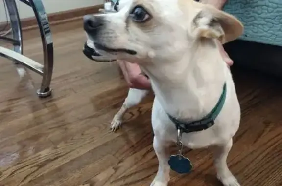 Found pets Wichita, photo: Found Dog: Male, White with Tan Speckles