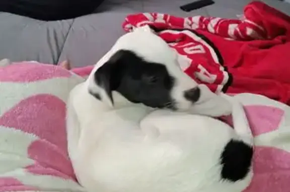Lost: Bubba, 6-Month Pit Bull Terrier