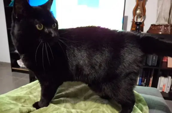Chat perdu, tatouage illisible, Boos - photo