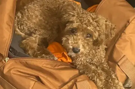 Help Find Luxe: Lost Toy Cavapoo in Newark