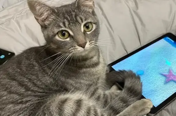 Missing cat Quogue, photo: Lost Grey Tabby in Quogue - Call If Seen!