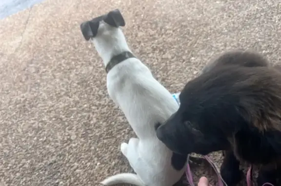 Lost: Skittish White & Blue Chihuahua Mix