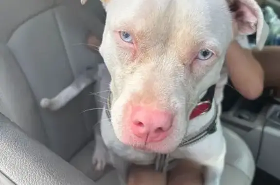Found pets Snellville, photo: Found Dog: White & Grey, Red Collar, Snellville