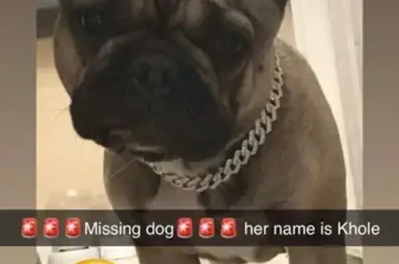 Lost Dog Alert: Stolen from Harrison St.