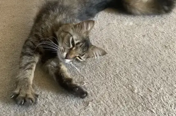 Lost pets Tucker, photo: Lost Cat: Gray Collar & Green Eyes