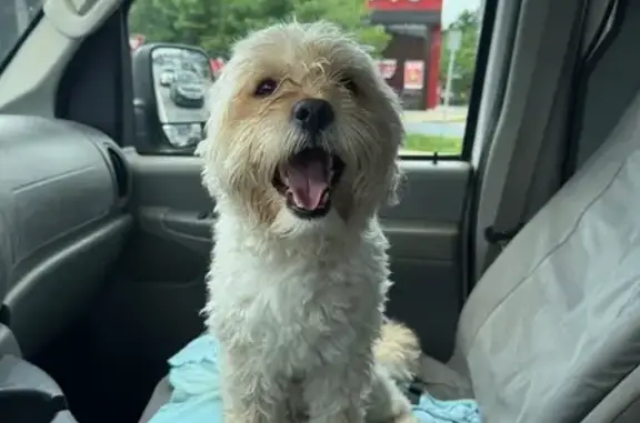 Found dog Huntington Bay, photo: Calm Cream Dog Found on Broadway, 398