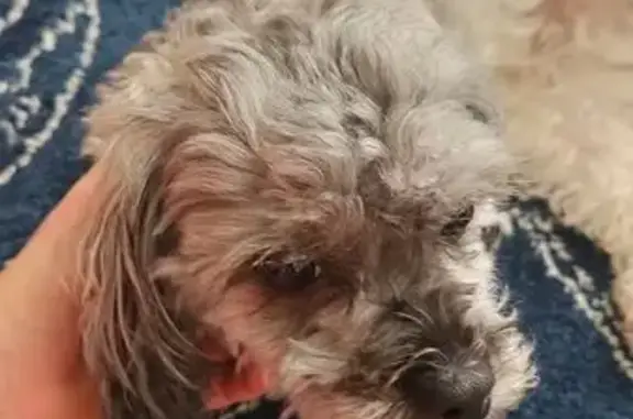 Missing dog Canal Winchester, photo: Lost Hava Peek-a-Poo: Help Find Marshall!