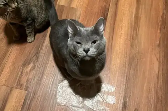 Lost pets Glassport, photo: Help Find Tommy: Lost Gray Cat in Glassport