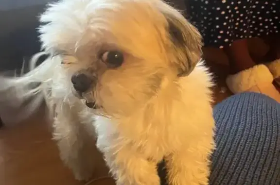 Lost pets , photo: Lost Dog: White with Brown Spots, Maplewood