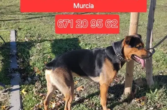 Perro Perdido en Catral: Cola Cortada