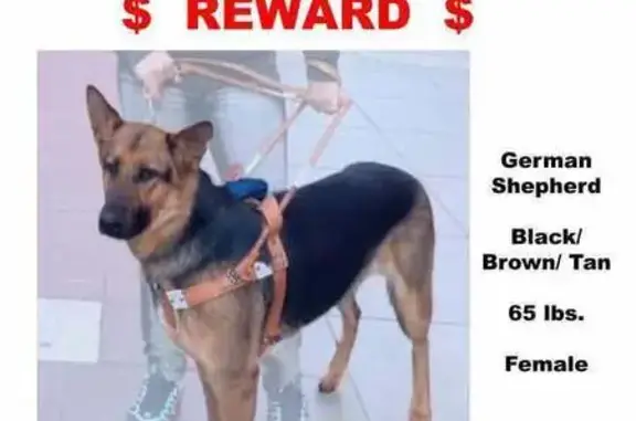 Lost Dog: Black & Tan in Wittmann