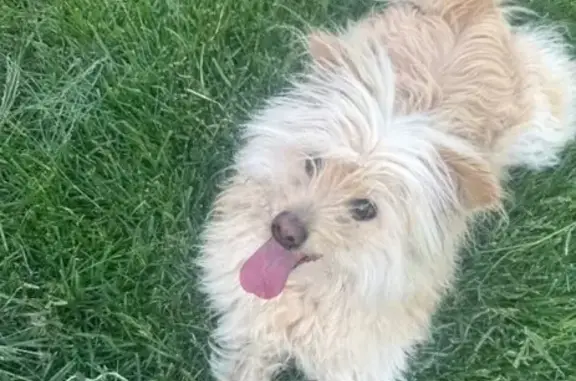 Lost Welsh Terrier on West Jefferson St