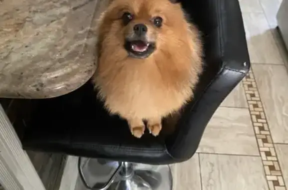 Missing dog Cicero, photo: Lost Pomeranian Koda: Loving & Gentle
