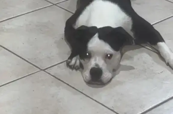 Lost Black & White Dog in Overland Park