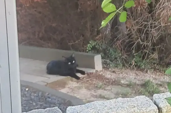 Chat trouvé Sessenheim, photo: Chienne noire trouvée rue Pasteur, Sessenheim