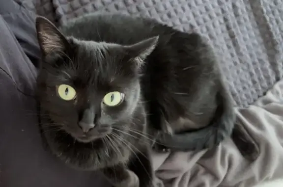 Chat perdue noire, fine, yeux verts, Dammartin - photo