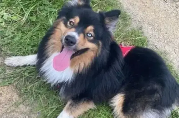 Chien perdu , photo : Chien noir et feu perdu à Saint-Gildas-des-Bois