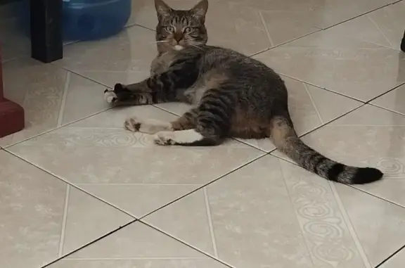 Búsqueda de mascotas, foto: Gato Atigrado Perdido en Calle Gitana, CDMX