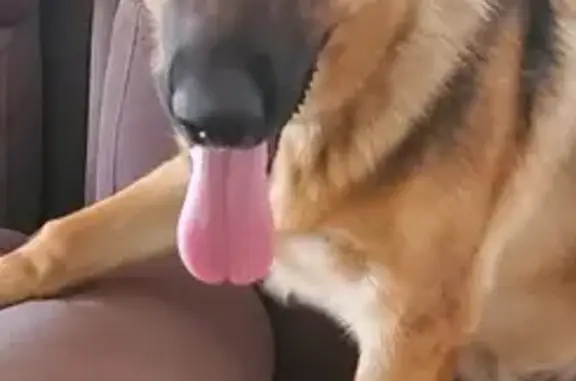 Lost pets , photo: Lost German Shepherd in City of Swan