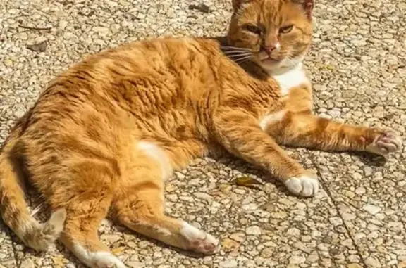 Chat roux/tigré perdu à Préfontaines - photo