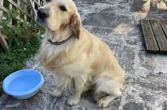 Chien trouvé Mornant, photo: Chien trouvé, collier gris, Mornant
