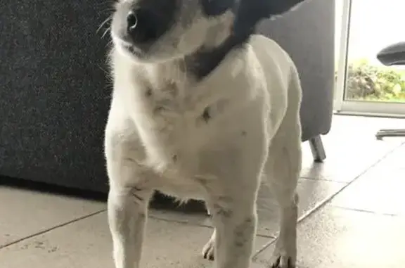 Chien perdu Elbeuf, photo : Perdu : Jack Russell noire et blanche