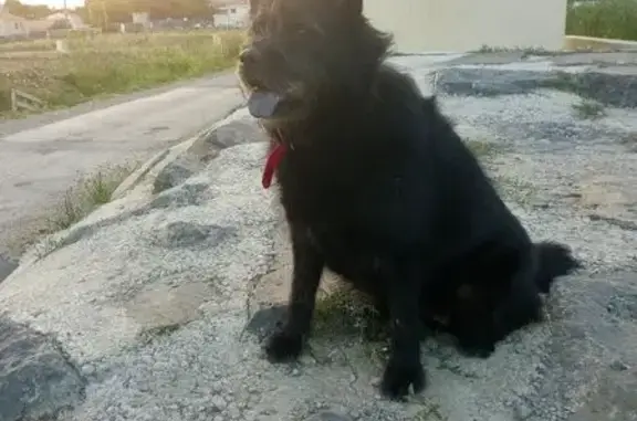 Chien perdu, langue bleue, Montpellier - photo