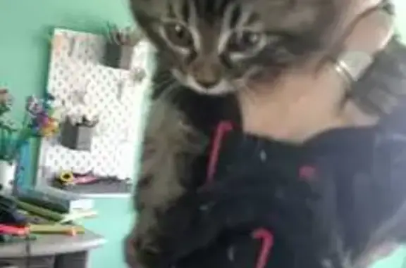 Animaux trouvés Bernay, photo: Chaton trouvé dans voiture à Bernay