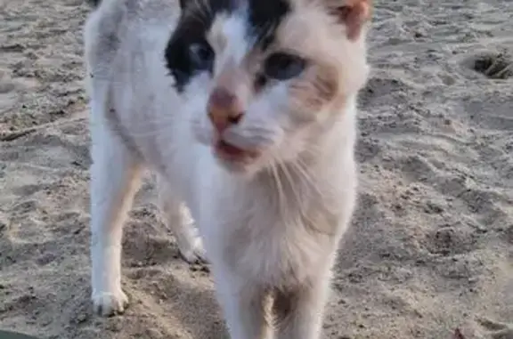 Chat trouvé Meymac, photo: Chat amaigri et blessé trouvé à Meymac