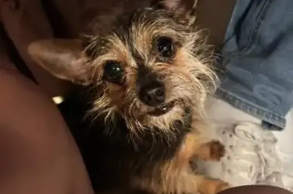 ¡Ayuda! Se perdió perrita en Algeciras