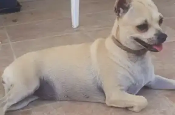 Perra Chihuahua Canela Perdida en Fuente la Higuera