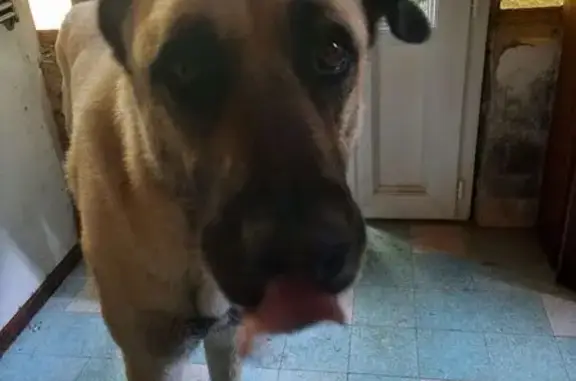 Chien trouvé , photo: Chien type Kangal trouvé près de Moulins