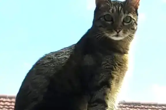 Gato Perdido en Salamanca: Vasco de Gama 18