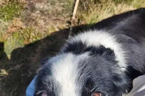 Chien perdu , photo : Border collie femelle perdue à Tuzaguet