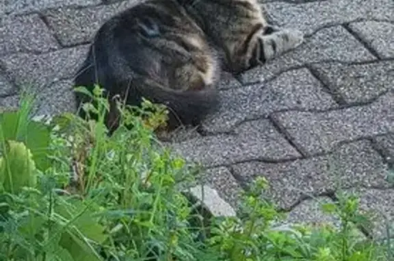 Chat trouvé, Le Péage-de-Roussillon (ff556309) - photo