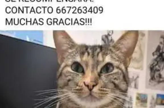 ¡Ayuda! Gata Atigrada Perdida en La Alberca