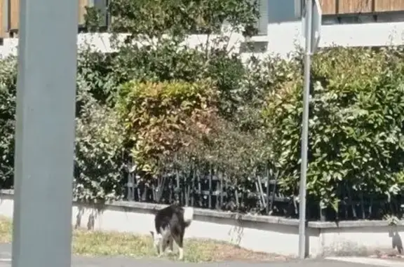 Chien trouvé Audenge, photo: Chien trouvé craintif rue Digneaux, Audenge