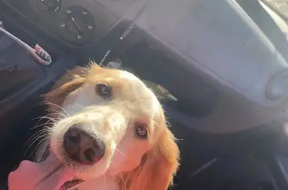 Chienne trouvée gentille, queue coupée - photo