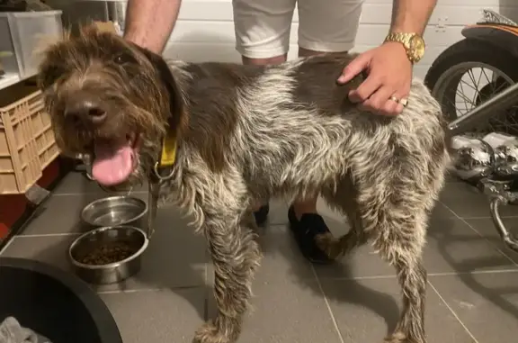 Chien trouvé Artannes-sur-Indre, photo: Chienne Korthals marron trouvée à Artannes