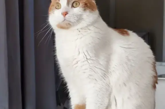 Chat perdu: blanc, taches rousses, craintif - photo