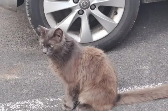 Animaux trouvés Loches, photo: Chat trouvé sociable et en bonne santé