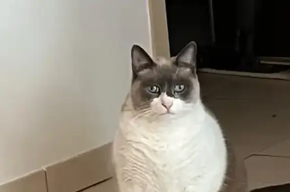 Animaux perdus Auriol, photo: Chat perdu blanc/gris yeux bleus à Auriol