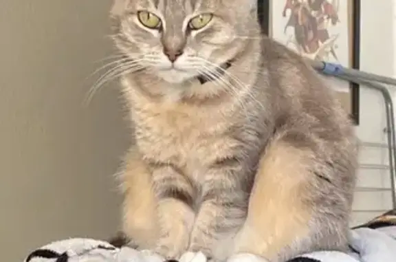 Animaux perdus Eysines, photo: Chatte perdue à Eysines, secteur Duras