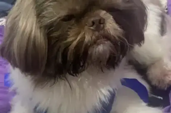 cachorro desaparecida