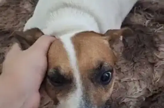 Ela e porte pequeno, toda branca no corpo e tem macha marrom apenas na carinha. Ela saiu de casa quando estava saindo com o carro e não voltou, soltaram fogos de artifício, acredito que ela tenha ficado com medo e se perdido.