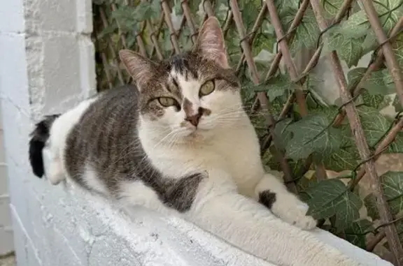 Chat perdu : Tommy, tigré gris et blanc - photo