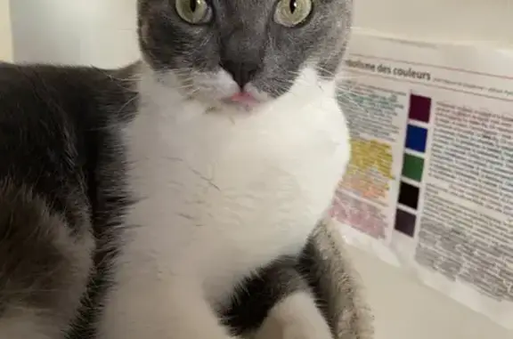 Chatte grise-blanche perdue à Limoges - photo